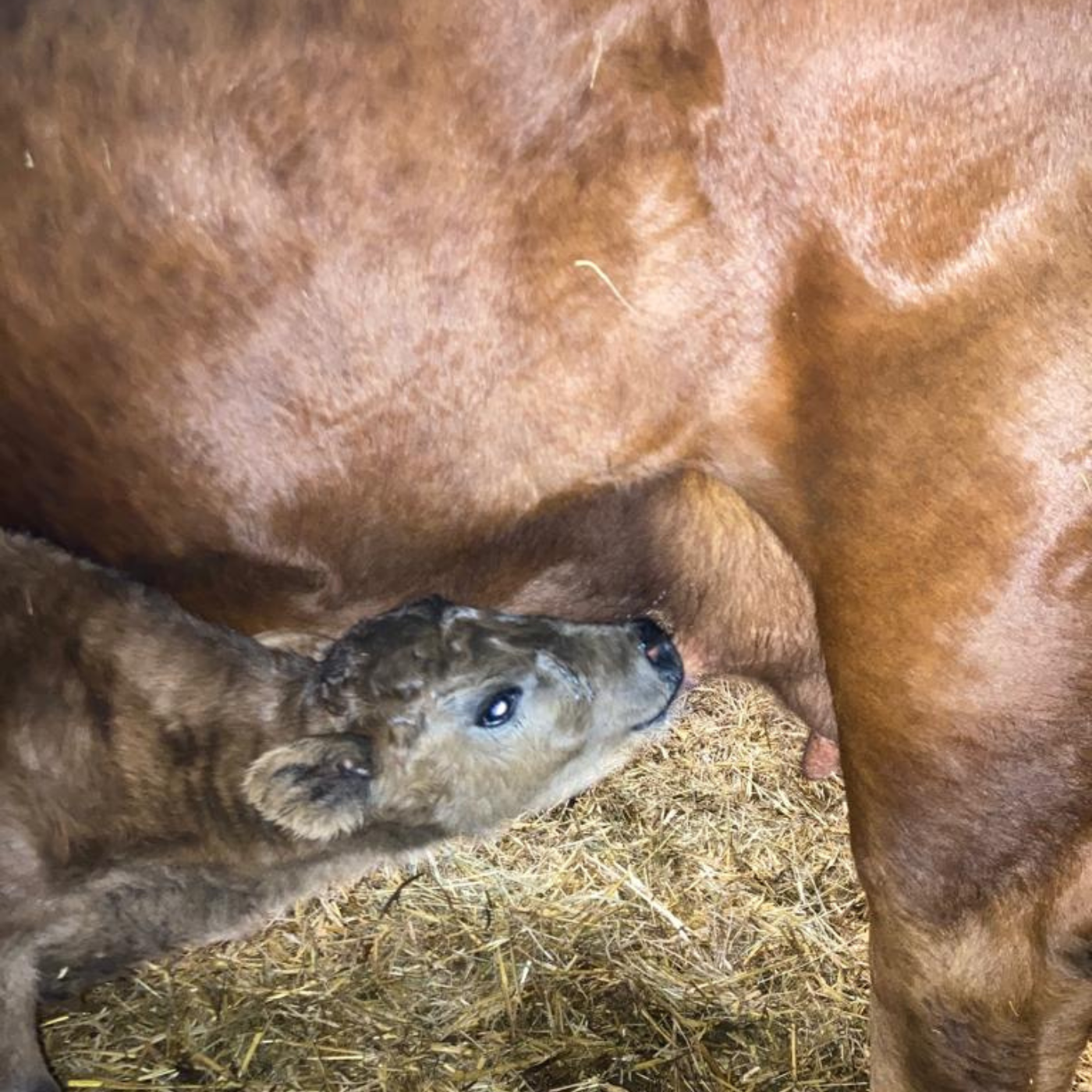 Bio Angus Rindfleischpaket ca. 4,8-5,5kg Reservierungsgebühr