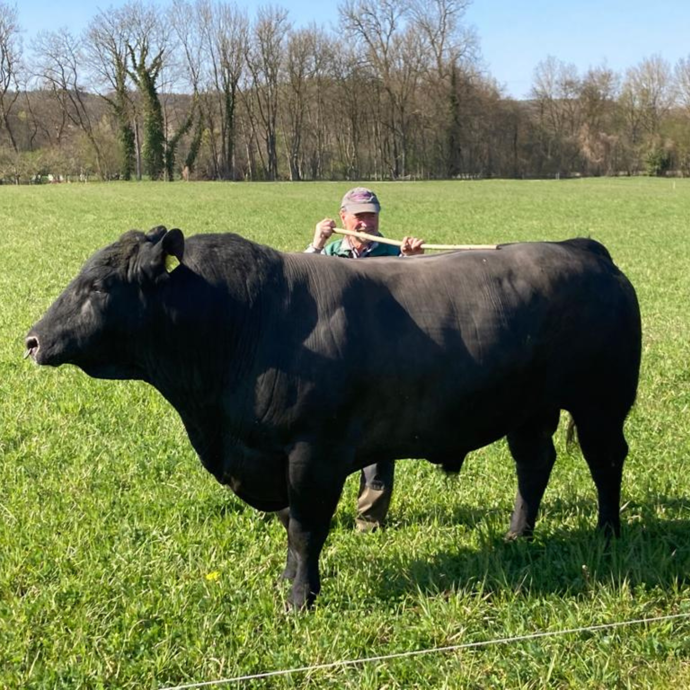 Bio Angus Rindfleischpaket ca. 4,8-5,5kg Reservierungsgebühr