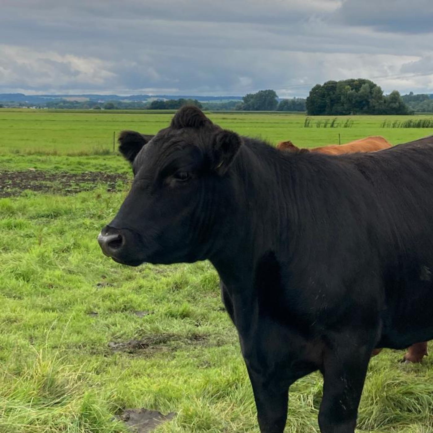 Bio Angus Rindfleischpaket ca. 4,8-5,5kg Reservierungsgebühr