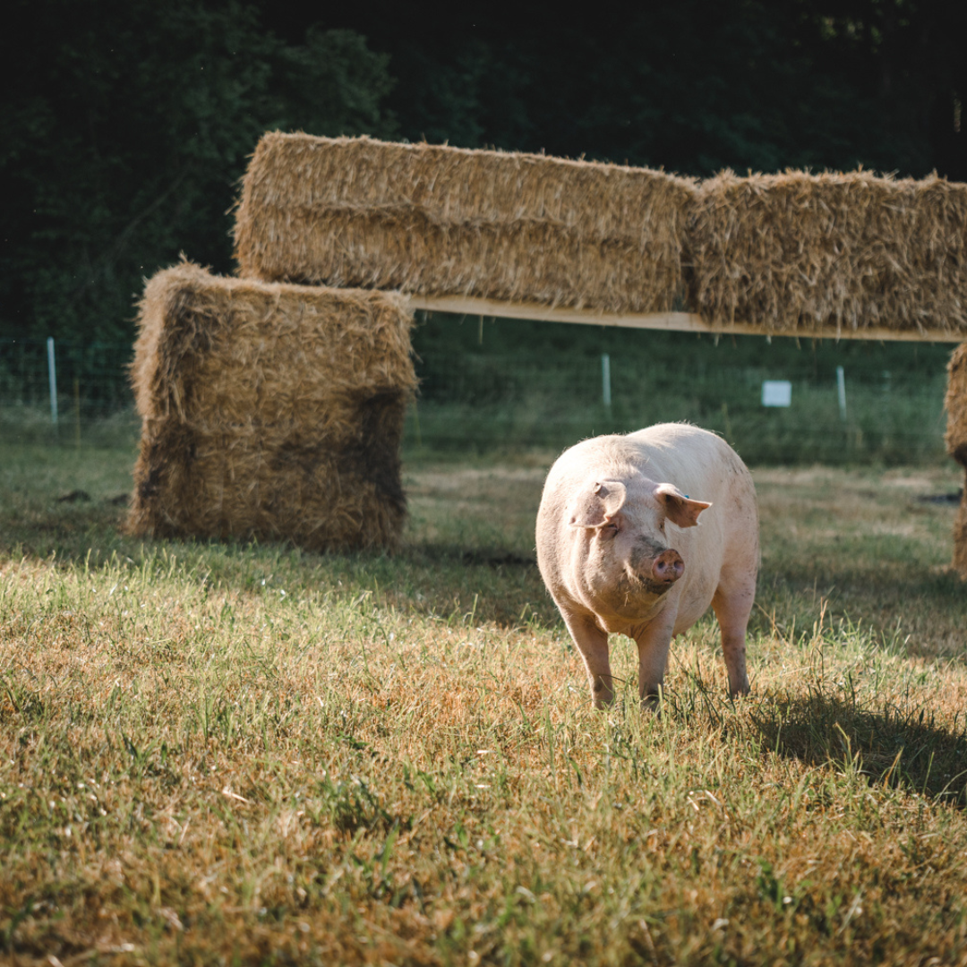 Bio Schweinefleischpaket ca. 5-6kg Reservierungsgebühr