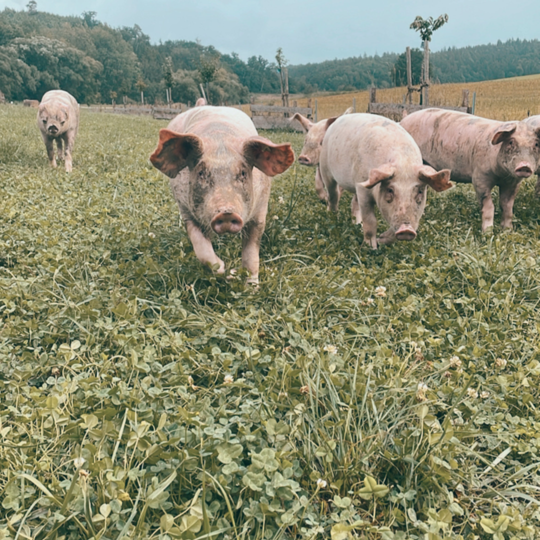 Bio Schweinefleischpaket ca. 5-6kg Reservierungsgebühr