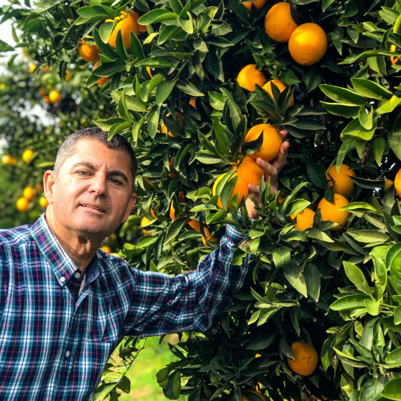 Frische Orangen von unserem Orangenbauern Pepe aus Malaga. Frische Zitrusfrüchte direkt vom Erzeuger