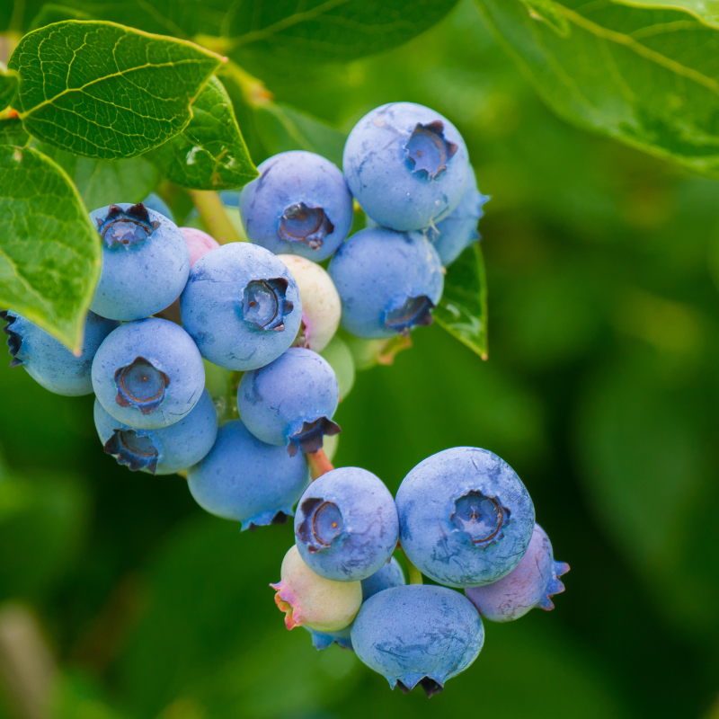 Jetzt frisch bei uns – Heidelbeeren von der Familie Riemensperger 🍇