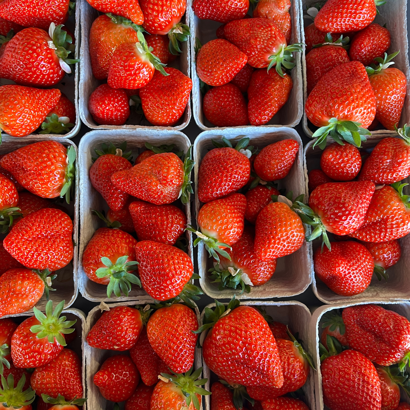 Frische Erdbeeren aus Parsdorf von der Familie Babl 